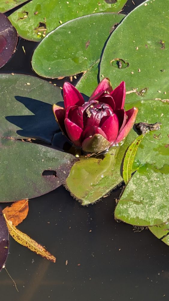 Water lily, 22 Oct 2025
