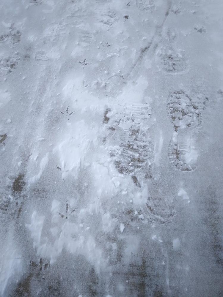A snowy sidewalk. Along the right there is a line of footstep impressions in the snow. On the left there is a line of small bird footprints.