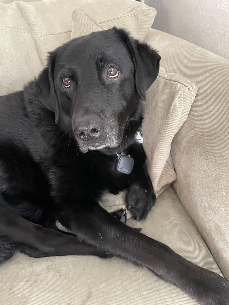 Melvin. Adopted 12 year old lab/pyrenees mix. 