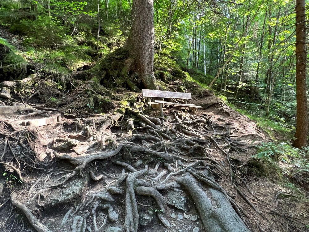 In einem Wald: An einem Baumstamm steht eine halbzerfallene Holzbank. Unterhalb des Baums und der Holzbank befindet sich ein wildes, unentwirrbares Wurzelflechtwerk. 