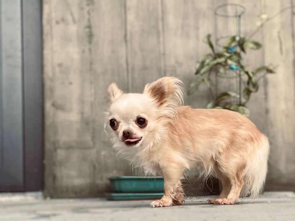 cão pequeno chihuahua num dia de chuva