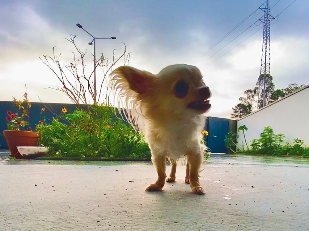 Um chihuahua num dia de chuva no primeiro plano, dois canteiros, um portão cinzento e um céu nublado. #real