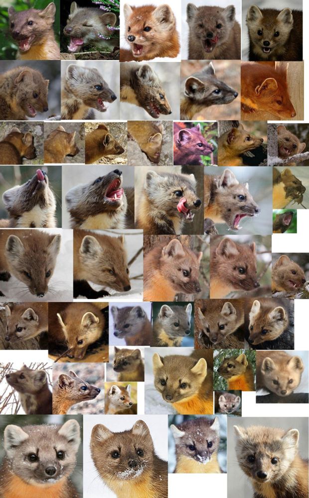 A photo collage of North American and European pine martens in a variety of angles. 