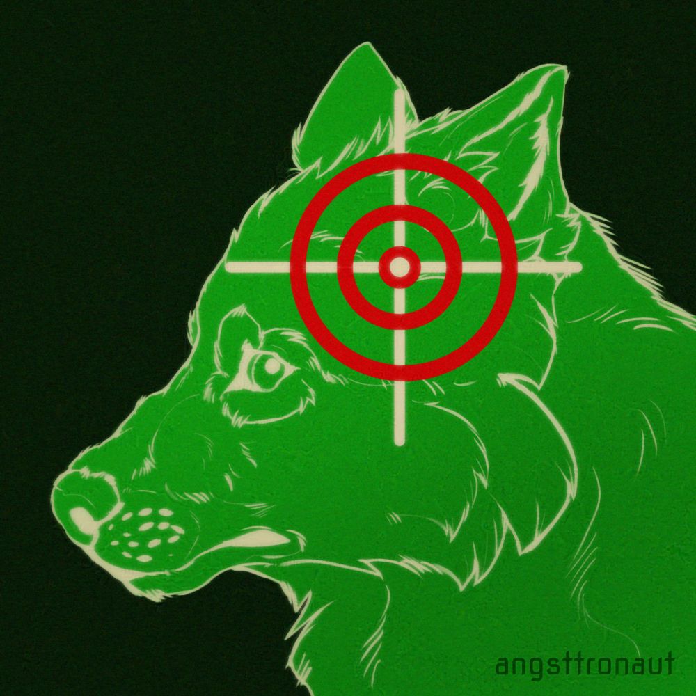 A concerned wolf looks at the gun target that's appeared on its head. 