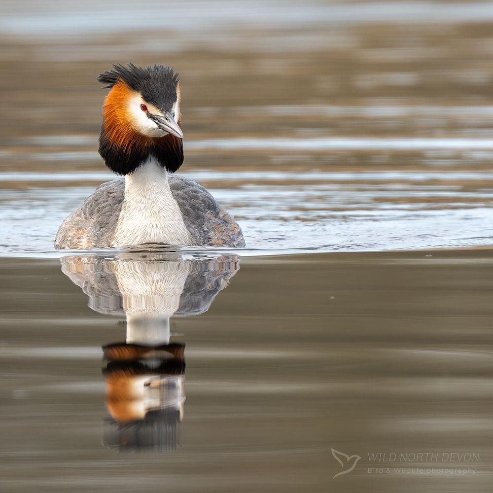 Great Crested Grebe