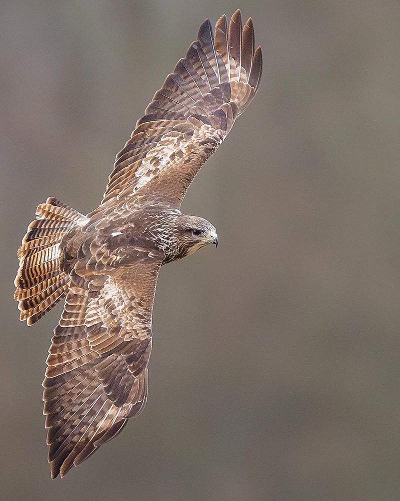 Buzzard flying low