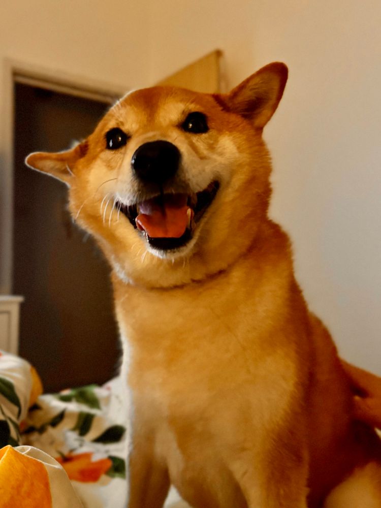 A red Shiba Inu dog with her ears cocked, smiling at the camera 