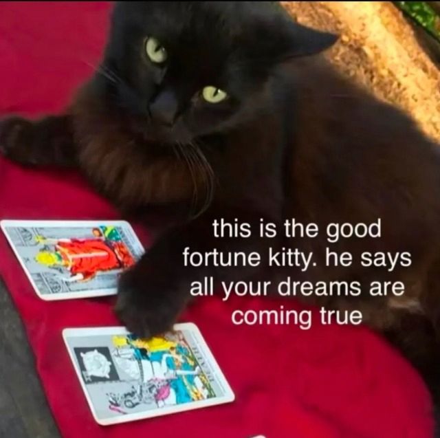 Sé que és només un mem però el que vaticinen les cartes és un canvi cap a la jerarquia i els valors tradicionals