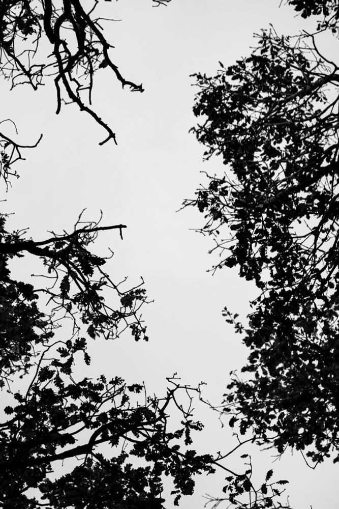 A black-and-white photograph of tree branches and foliage, silhouetted against a pale sky. The branches form intricate, natural patterns with a stark contrast between the dark shapes and light background. Taken at Black Carr Woods in Bradford, November 2024. 