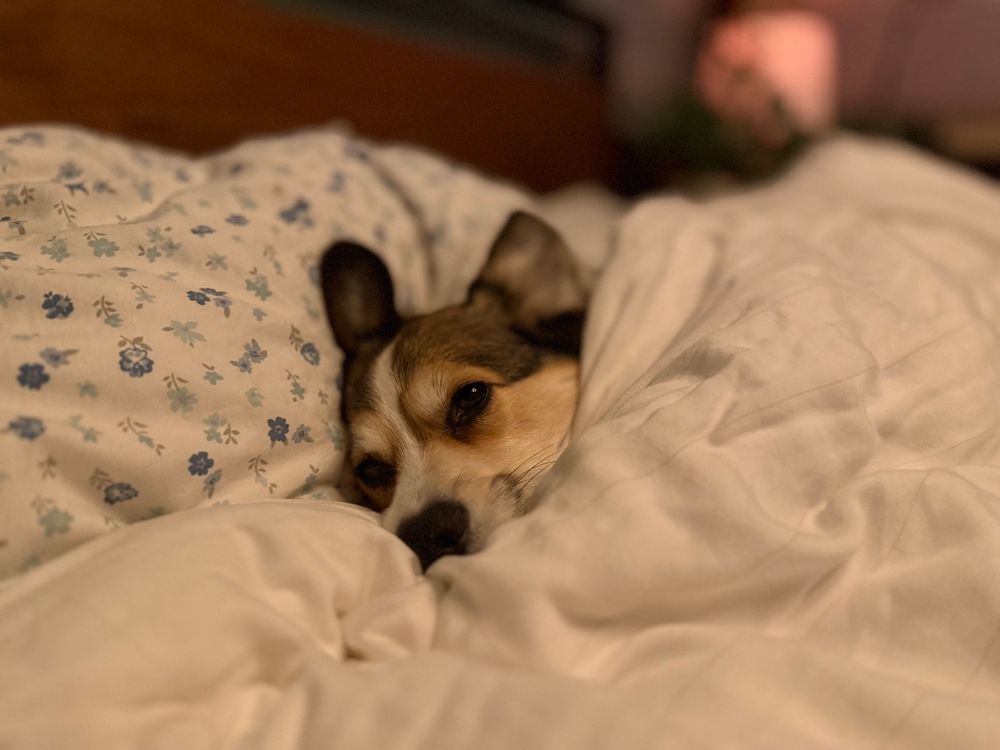 A large bed, amass with a fluffy down comforter and pillows with blue flowers. A corgi is tucked in, under the blanket, and he looks content. 