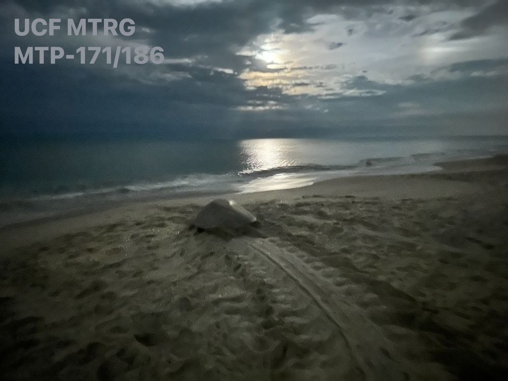 A green sea turtle crawls back to the ocean after nesting. The moon reflects on the water and the turtle’s tracks in the sand are shown behind her. 