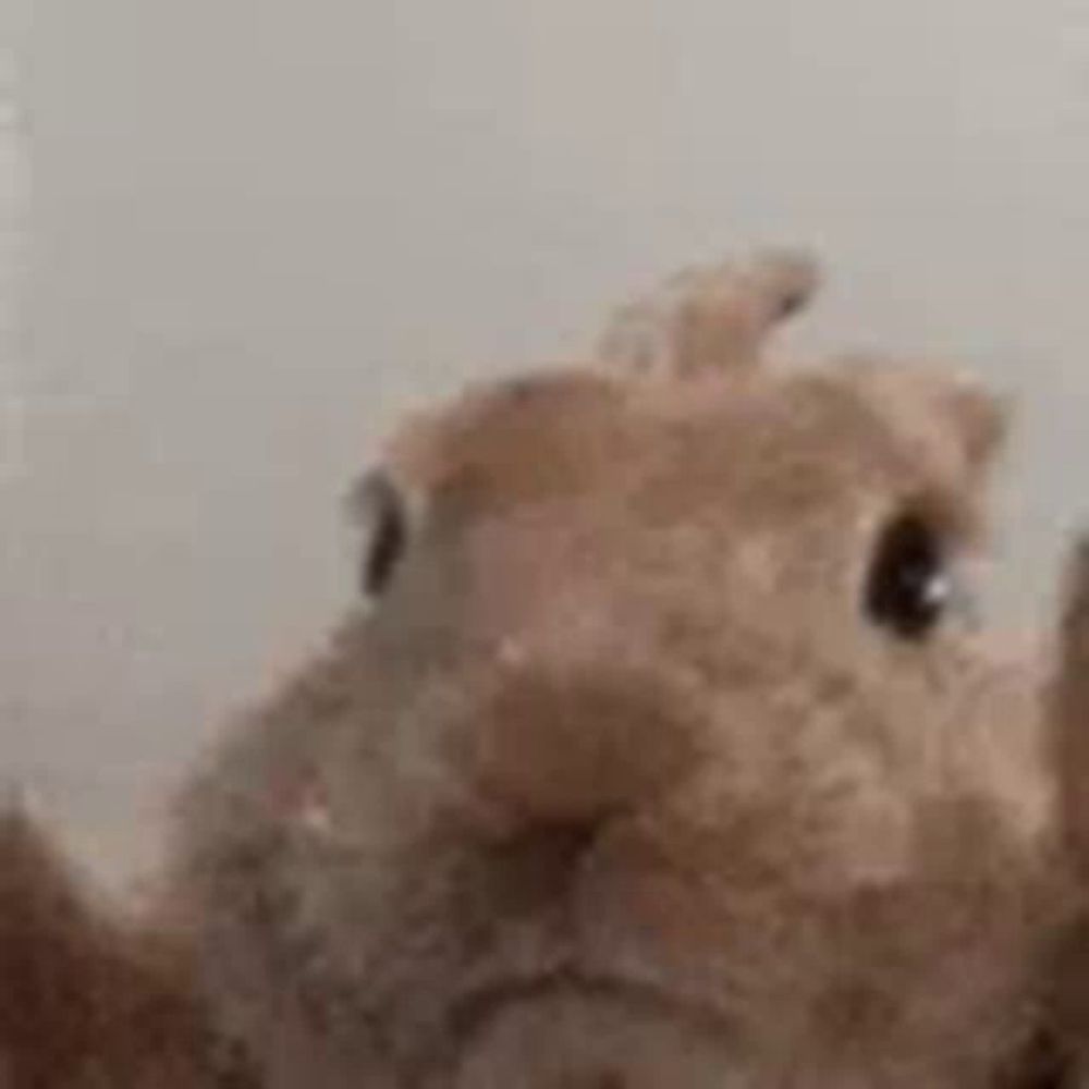 a close up of a stuffed animal looking up at something .