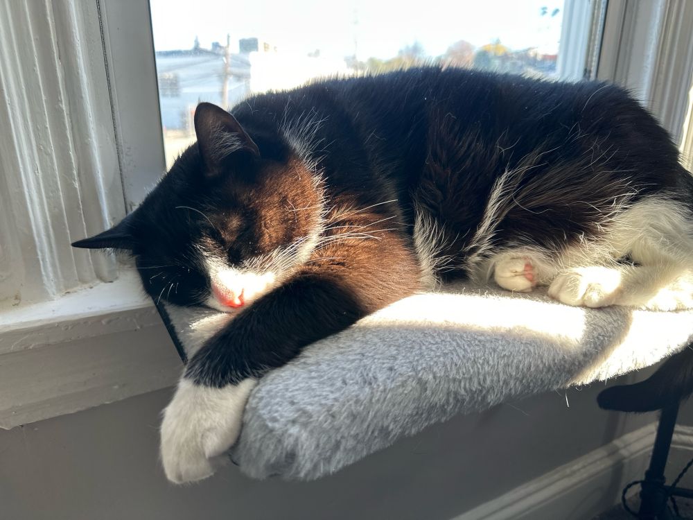 Handsome tuxedo cat with adorable white paws and a white chin sleeping on a blue fuzzy perch in a sunbeam 
