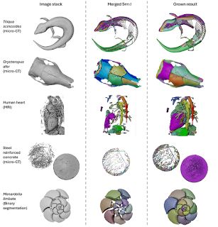 Figure showing diverse datasets analysed with SPROUT, including a skink skeleton, aardvark skull, human heart, concrete block, and foraminifera. 