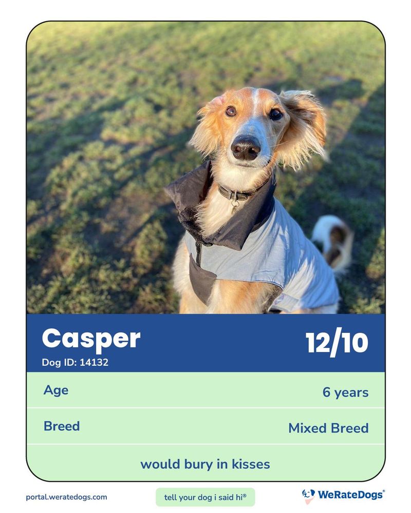 Our long dog Casper in his raver coat with the wind blowing though his  crimped ear fur as he stares wistfully into your eyes