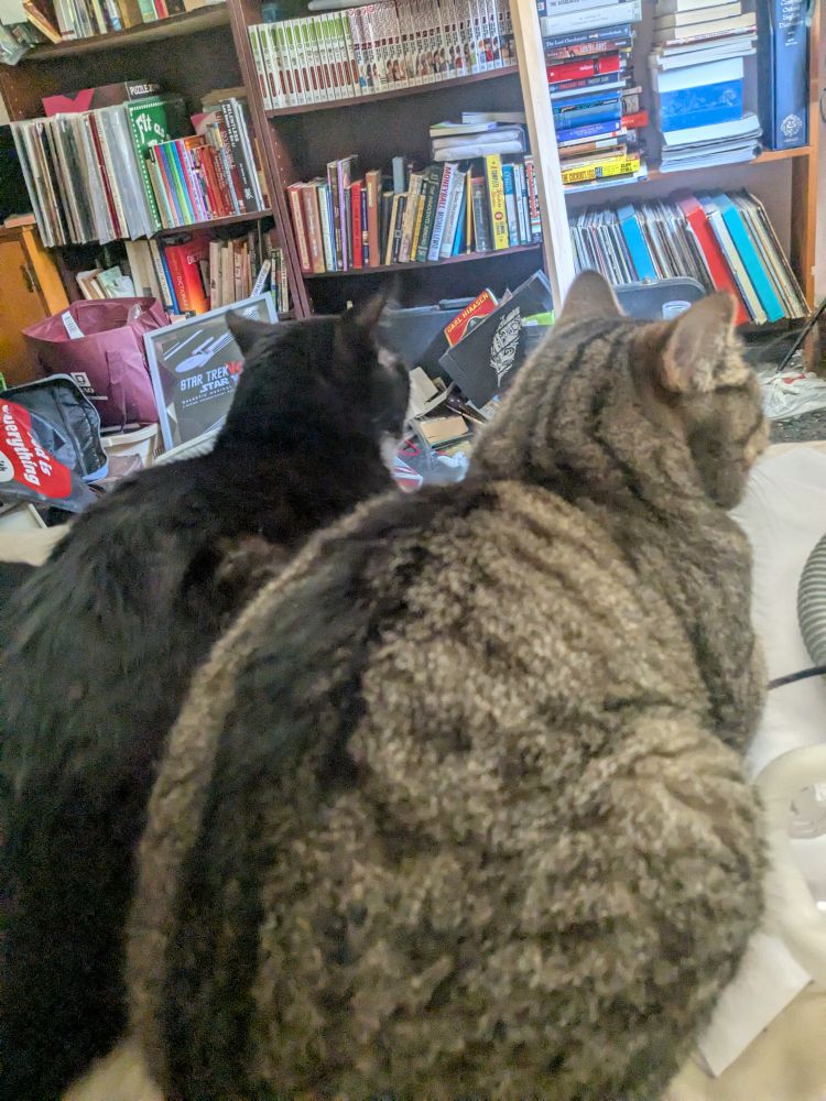 My two rescue cats sitting side by side for once