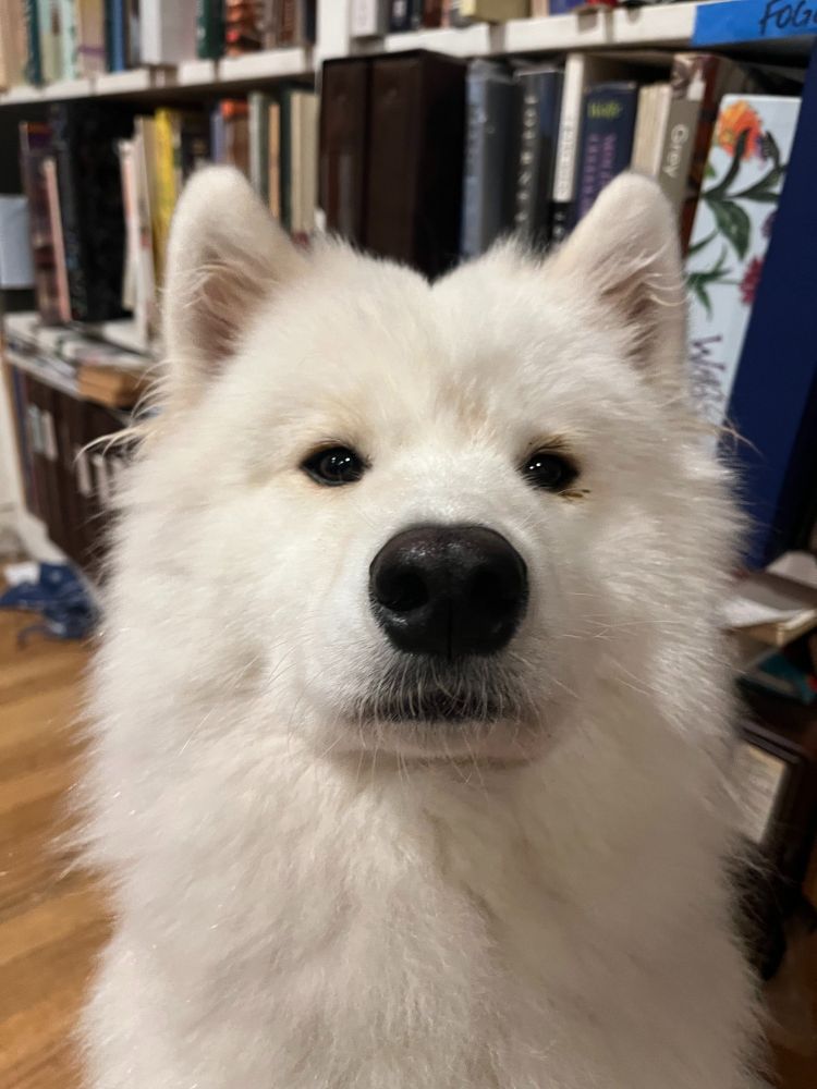 Louise, a white Samoyed with biscuit markings, looking brightly at the camera as she insists she no longer has an eye infection and therefore would like it to be known that she no longer needs eye drops.  Behind her is a very full bookshelf.  