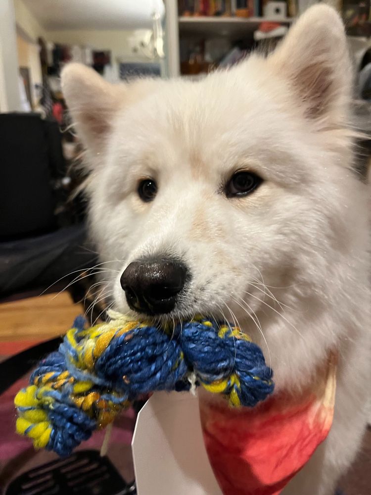 Image of Louise, a Samoyed, holding a skein of yarn.  Background is cluttered , and you can sort of see a wheelchair.  