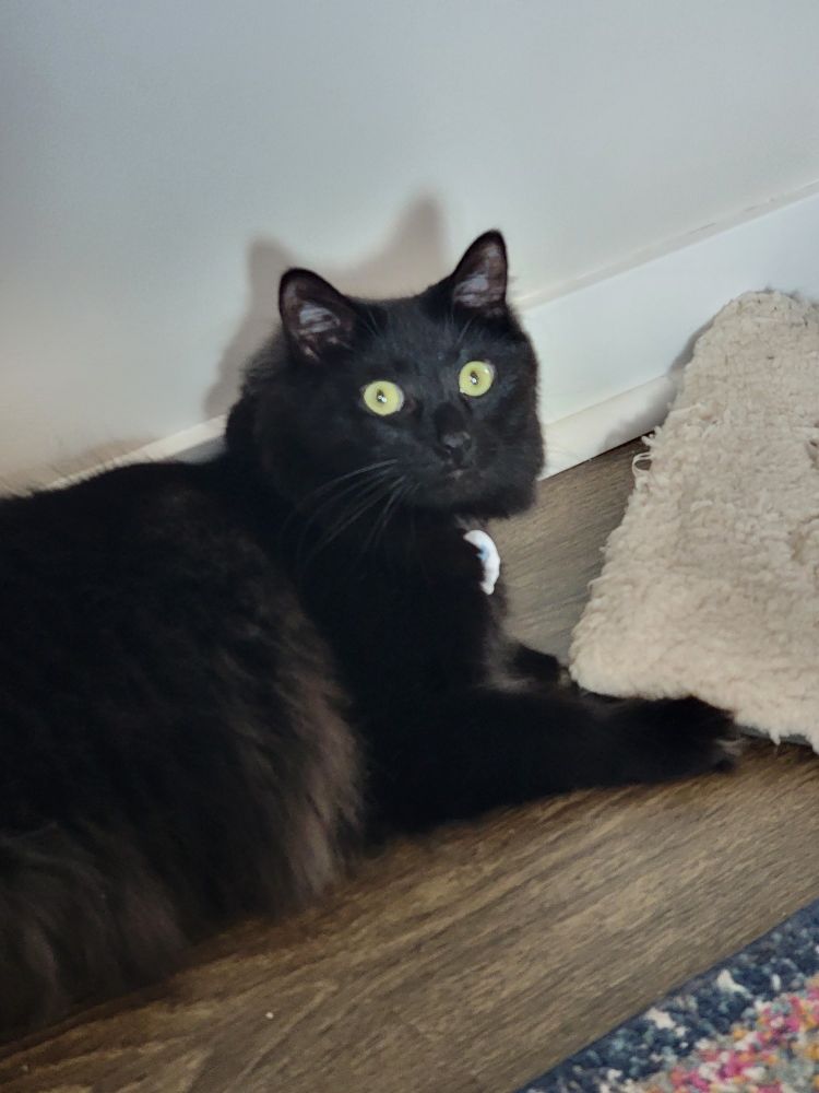 Black cat named Loki (turbo baby) on the floor looking up at the camera with his big green eyes