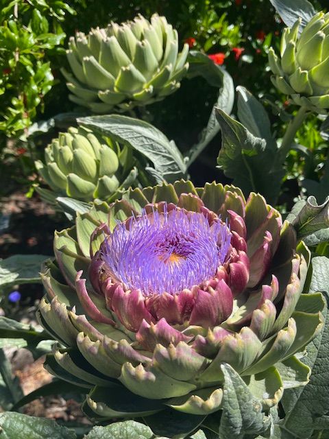 A flowering artichoke, making it very clear it is part of the thistle family.