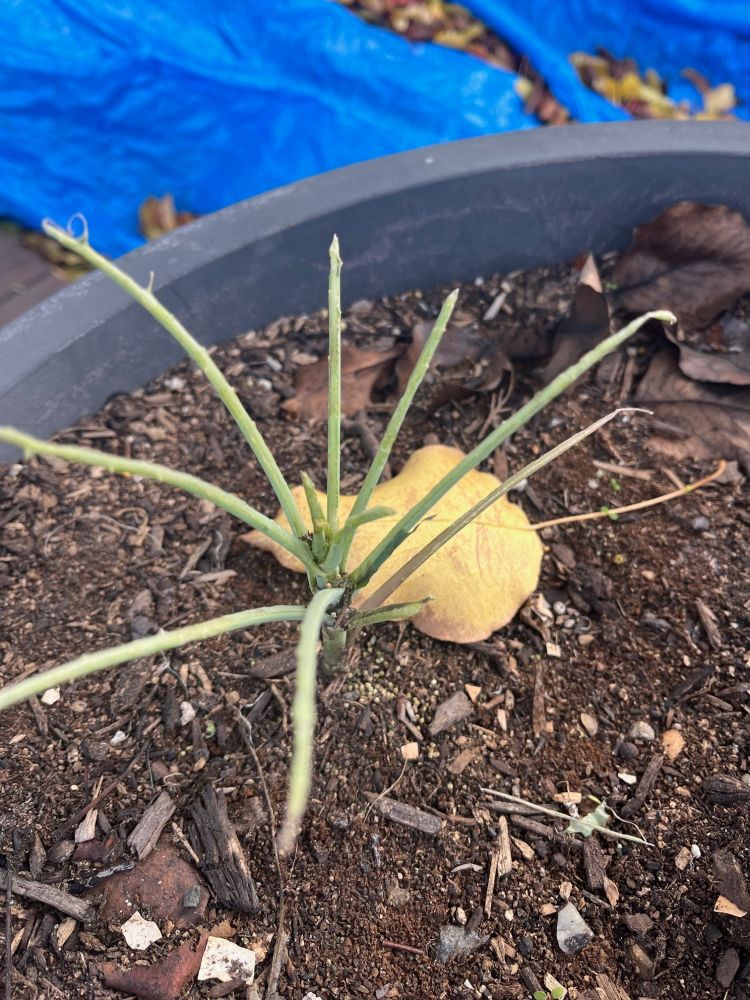 A sad spindly plant with no leaves.