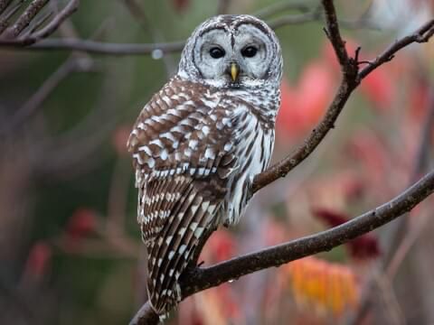 Barred owl. 