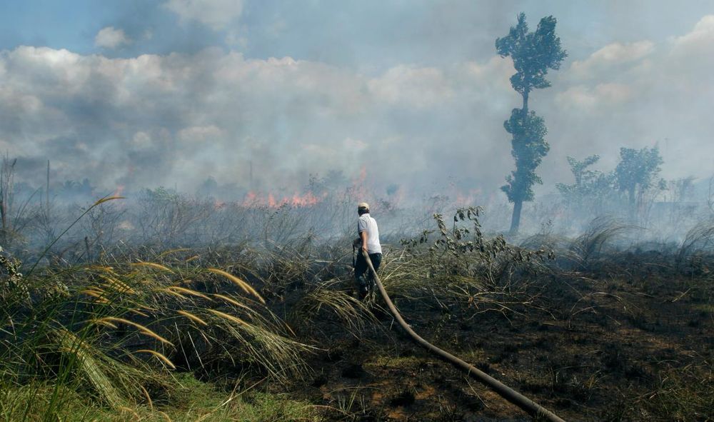 The Latest Data Confirms: Forest Fires Are Getting Worse