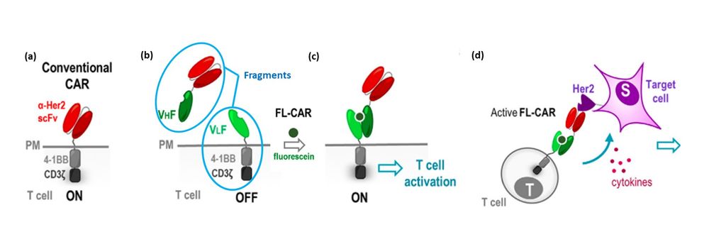 The images show first how a conventional CAR receptor would look like on the surface of a T cell (a). The second part of the image (b) shows the OFF state of the receptor when both fragments are separated, then in the presence of fluorescein the fragments assemble into a functional CAR receptor, ON state (c). Once this is achieved, in the last image (d), the T cell is capable of attacking the target cell.