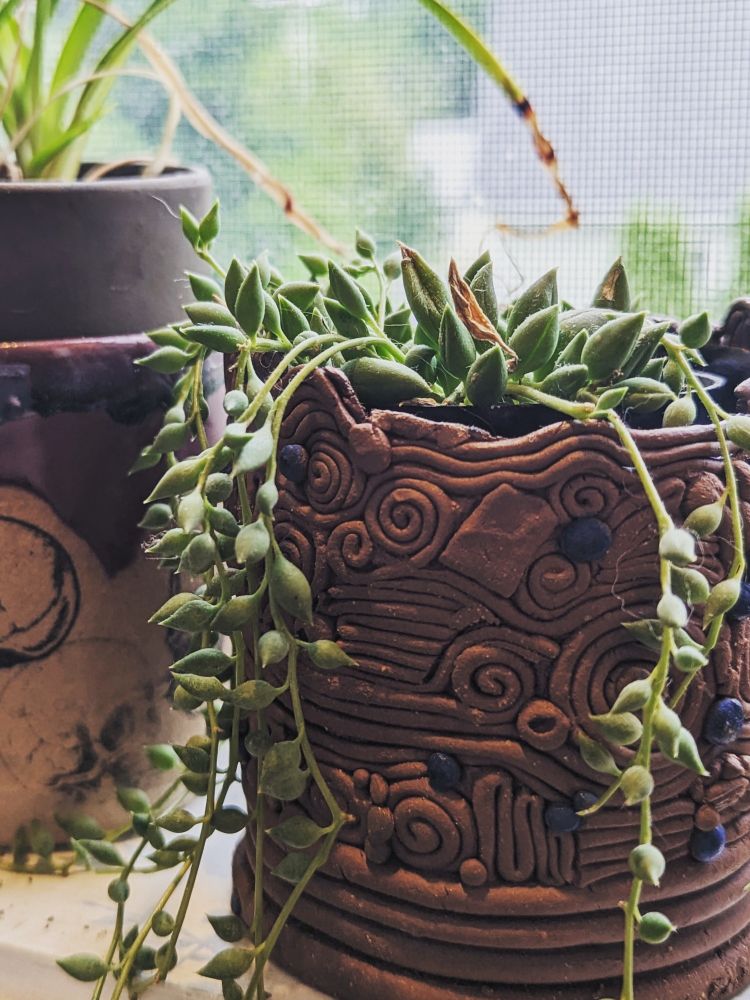 String of tears plant in a coil pot with cobolt blue accents 