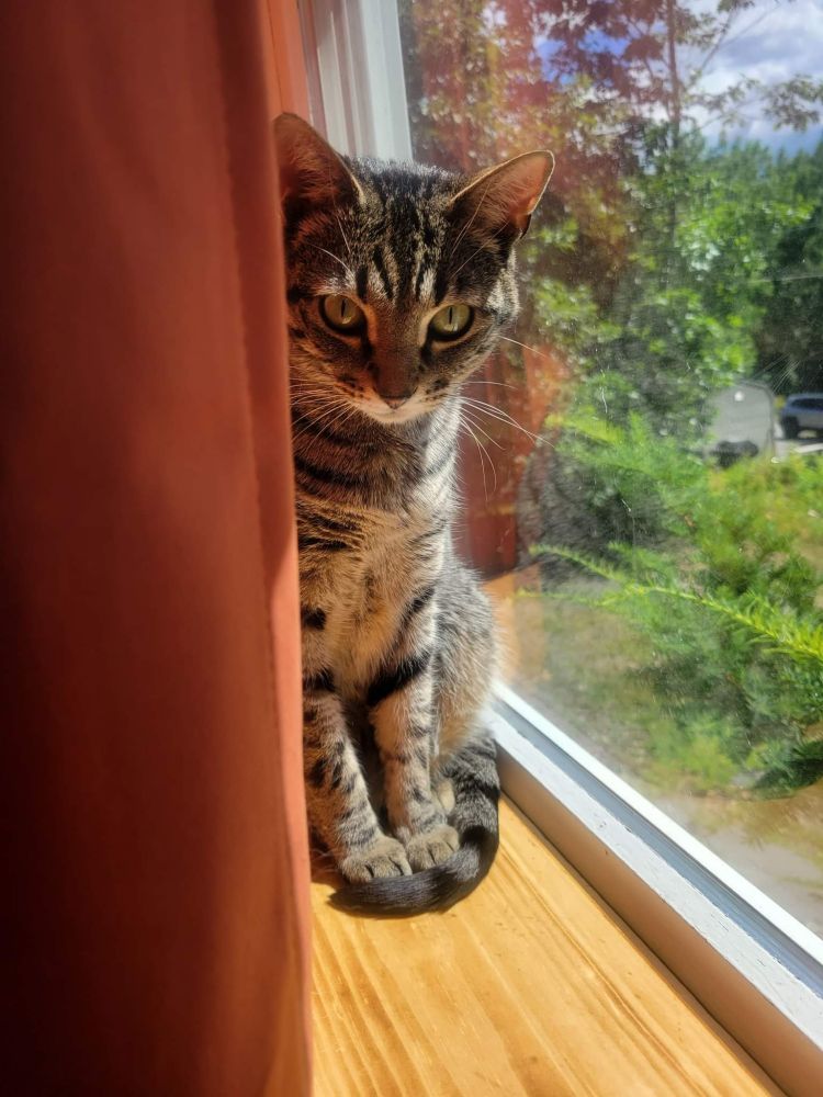 Suspicious looking tabby in a window