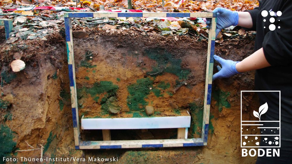 Versuchsaufbau im Waldboden. Ein Bodenprofil ist an verschiedenen Stellen blau eingefärbt.
Davor wird ein blau-weißer Rahmen gehalten.
