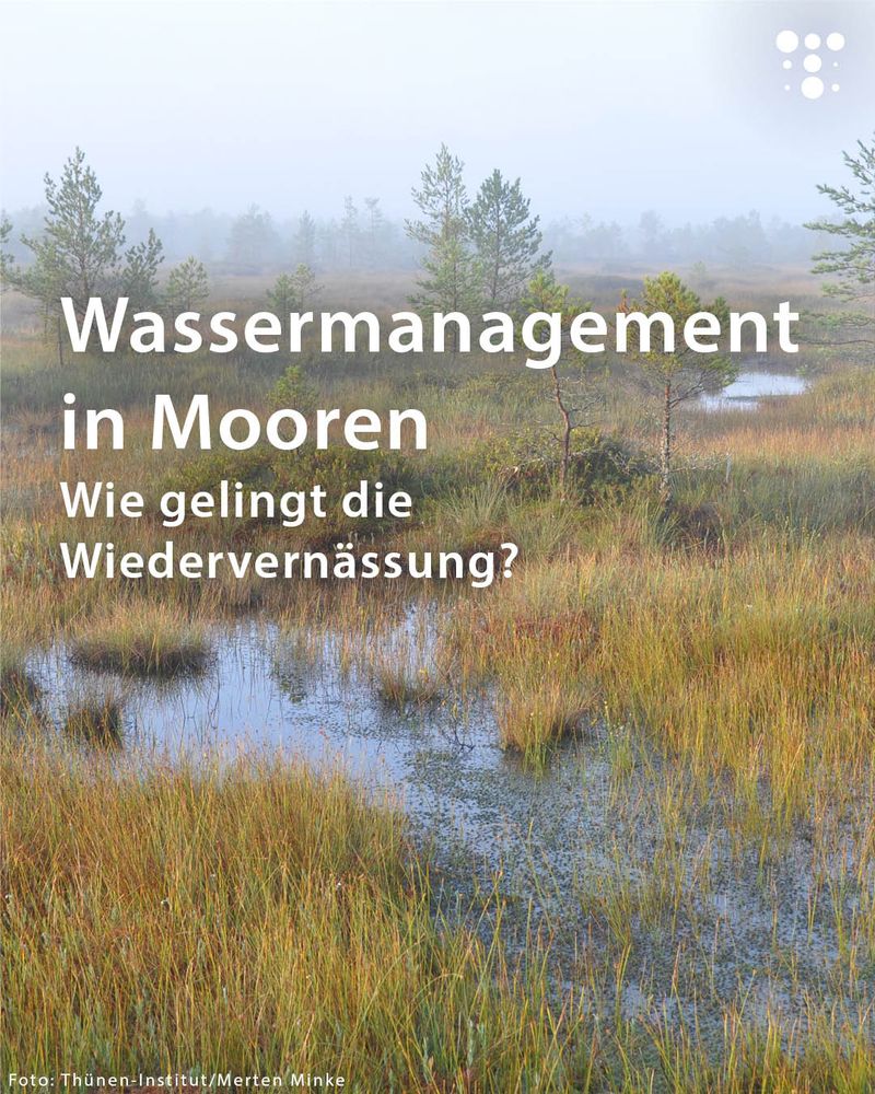 Eine Moorlandschaft mit Gräsern, kleinen Büschen und vereinzelten Bäumen. Im Vordergrund sind mit Wasser gefüllte Senken zu sehen, die das feuchte Moor charakterisieren. Im Hintergrund liegt dichter Nebel über der Landschaft, wodurch die Bäume verschwommen erscheinen. Auf dem Bild steht der Text: "Wassermanagement in Mooren – Wie gelingt die Wiedervernässung?". In der unteren Ecke ist der Hinweis "Foto: Thünen-Institut/Merten Minke" zu lesen.