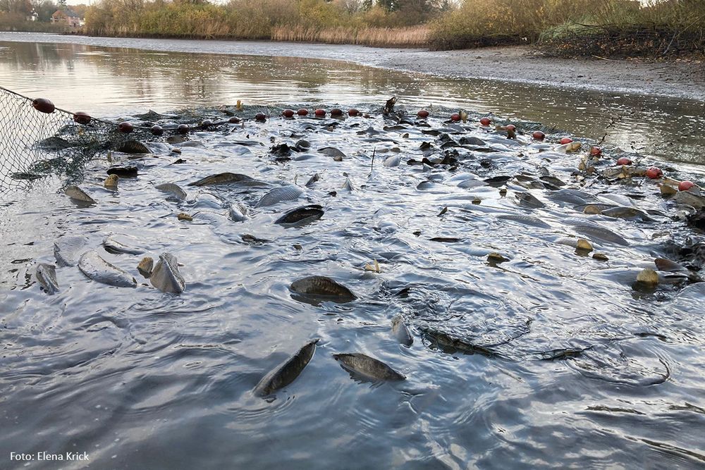 In einer Teichwirtschaft werden Karpfen abgefischt.