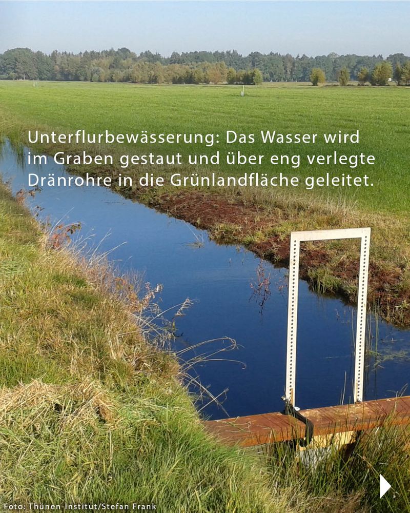 Foto einer Grünlandfläche, durch die sich ein mir Wasser gefüllter Graben zieht. Auf dem Foto steht: Unterflurbewässerung: Das Wasser wird im Graben gestaut und über eng verlegte Dränrohre in die Grünlandfläche geleitet. In der unteren Ecke ist der Hinweis "Foto: Thünen-Institut/Stefan Frank" zu lesen.