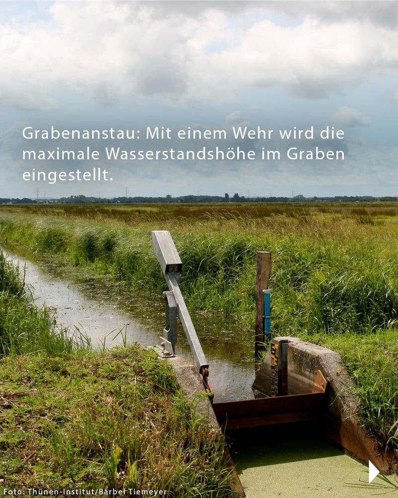 Foto einer Grünlandfläche mit hohen Gräsern, durch die sich ein mir Wasser gefüllter Graben zieht. Im Vordergrund ist eine kleine Wehranlage. Auf dem Foto steht: Grabenanstau: Mit einem Wehr wird die maximale Wasserstandshöhe im Graben eingestellt. In der unteren Ecke ist der Hinweis "Foto: Thünen-Institut/Stefan Frank" zu lesen.