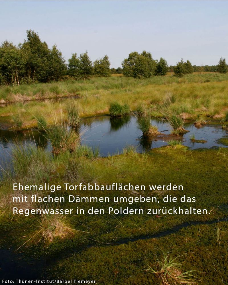 Foto eines Moorgebiets mit verschiedenen Pflanzen und mit Wasser gefüllten Poldern. Im Vordergrund ist eine kleine Wehranlage. Auf dem Foto steht: Ehemalige Torfabbauflächen werden mit flachen Dämmen umgeben, die das Regenwasser in den Poldern zurückhalten. In der unteren Ecke ist der Hinweis "Foto: Thünen-Institut/Bärbel Tiemeyer" zu lesen.