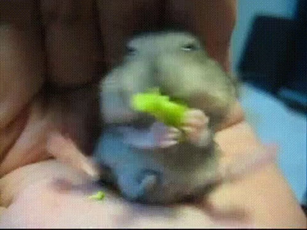 a hamster is eating a green leaf in a person 's hands .