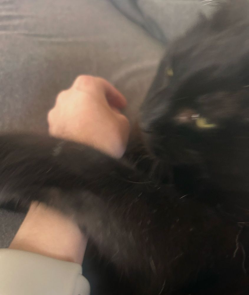Bombay cat mid attacking its favorite parent