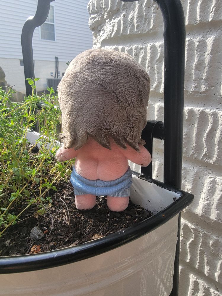 Jack Rackham by Rights, getting ready to pee over the side of the planter. Because of course he is.