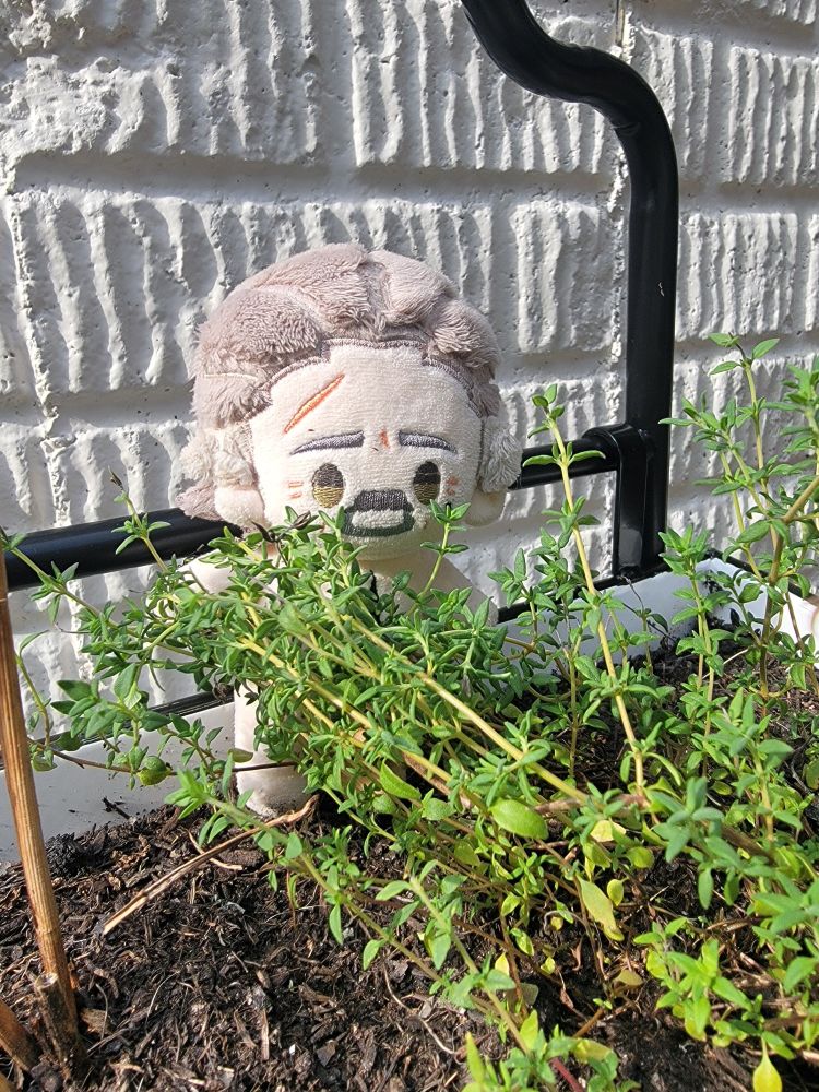 Izzy doll by Rights, hiding behind the thyme. He's afraid of sunburning his pasty skin. 