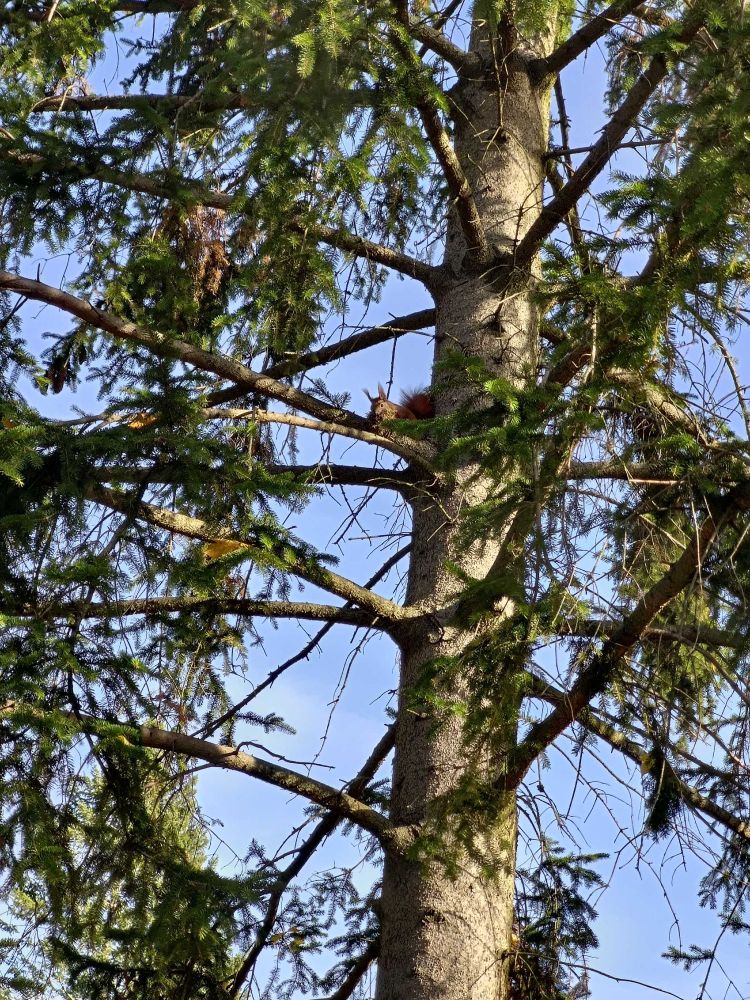 A squirrel is hiding in a tree
