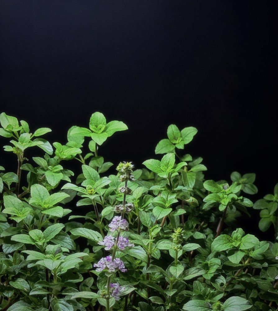 African Basil one flower visible standing on a ledge by the window.