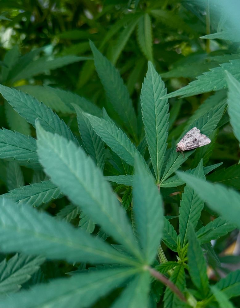 Mesapamea on a leaf The plant is CBD Cannabis from our local garden centre. Do not grow these plants if you are not familiar with the legal situation where you are located. They are perfectly legal here and we grow them for ornamental purposes.