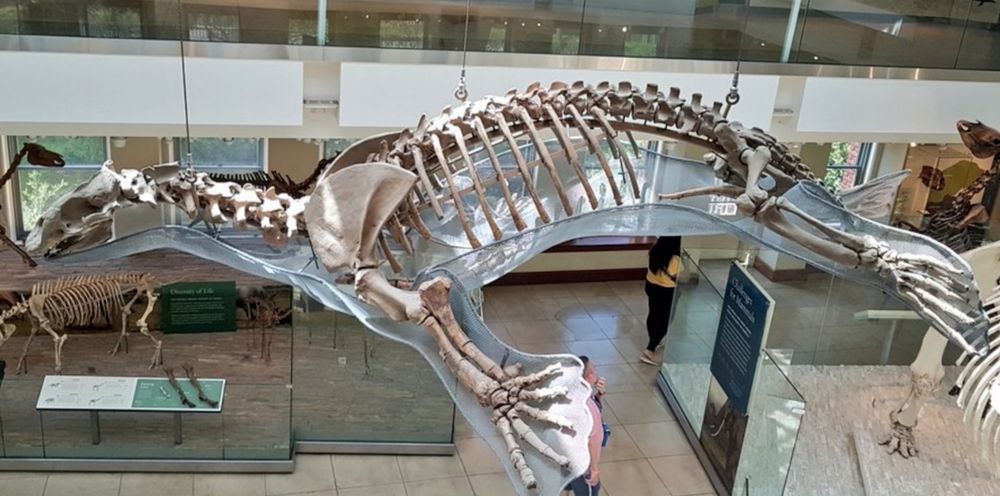 fossil skeleton of Allodesmus on display at the NHM LA museum