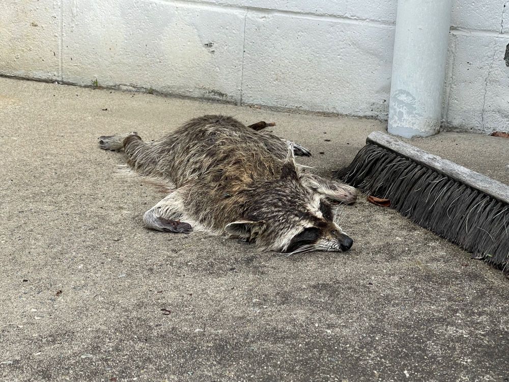 Dead raccoon