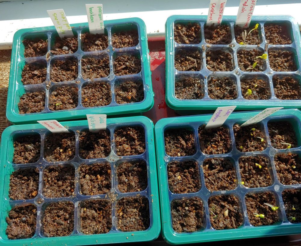 seedling trays with dirt. some of the seeds have sprouted