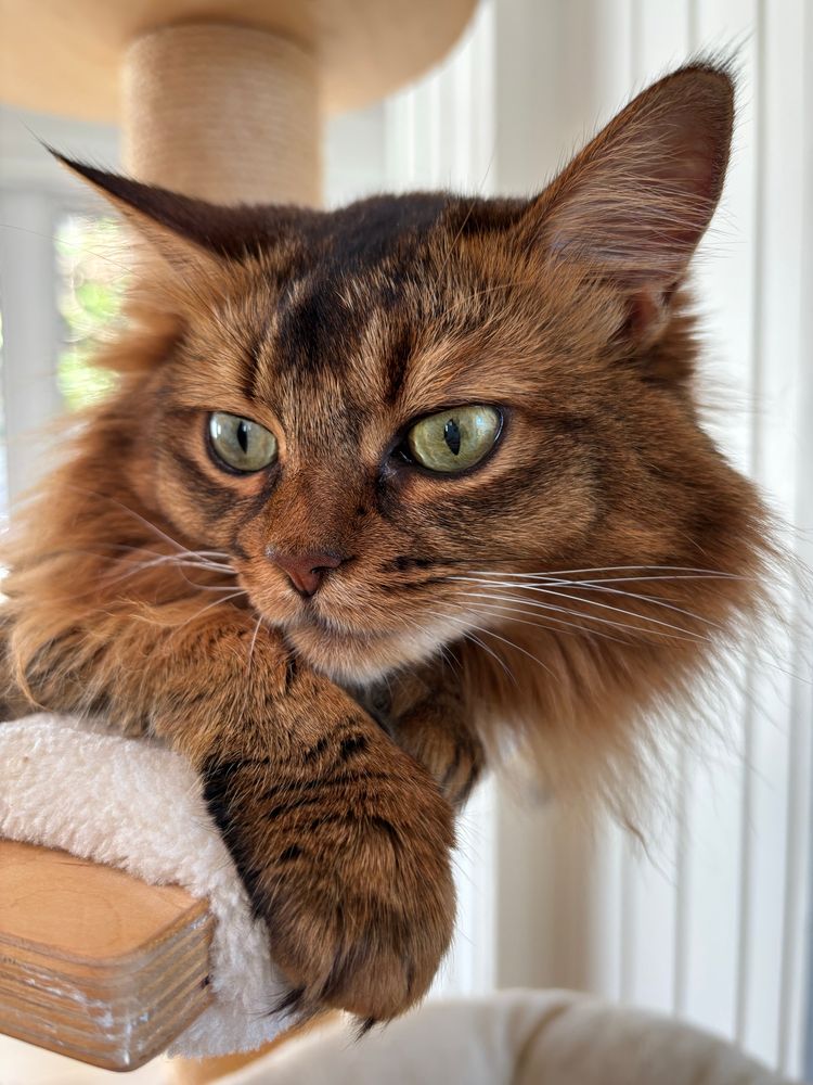 Brown fluffy green eyed cat on her perch