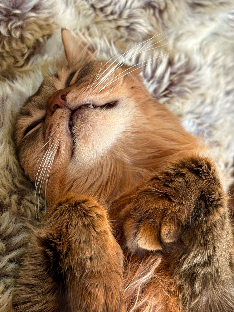 Big brown floofy green-eyed cat napping with teefs out