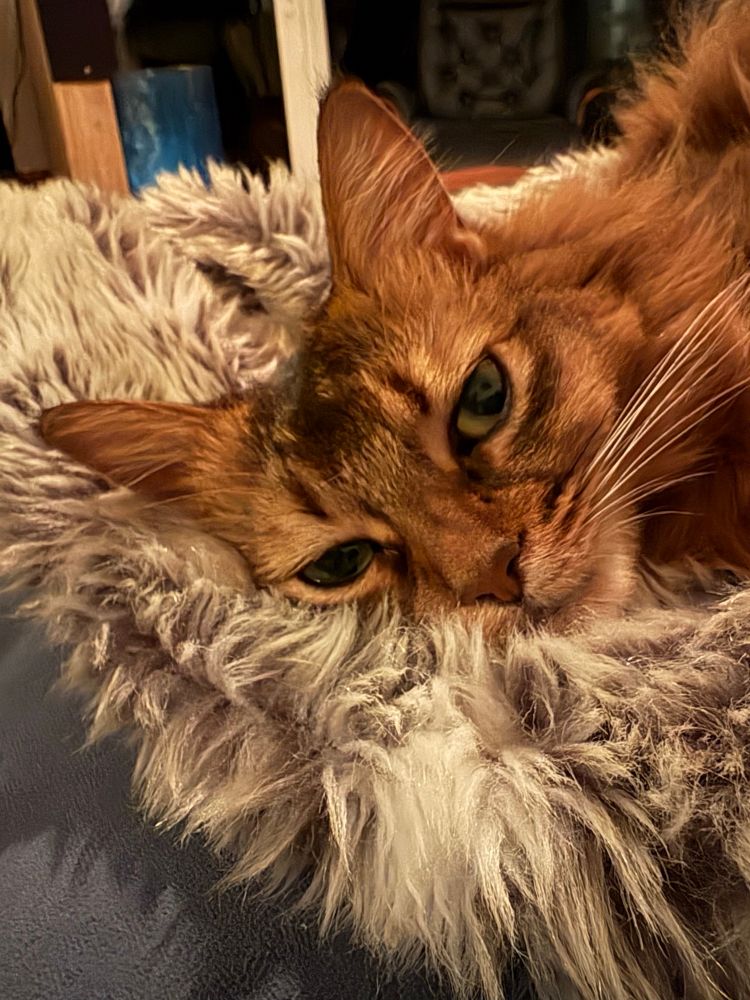 Carol the brown fluffy green eyed cat on a fuzzy grey blanket making me cry