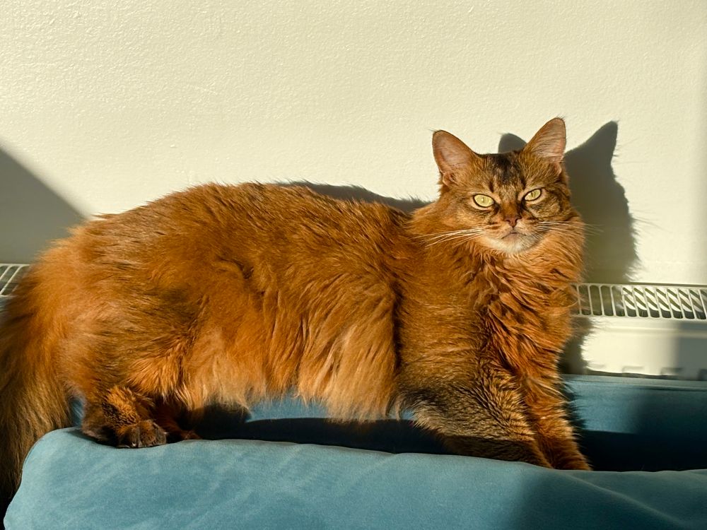 Carol the brown fluffy green-eyed cat, lazing in warm sun on a blue couch